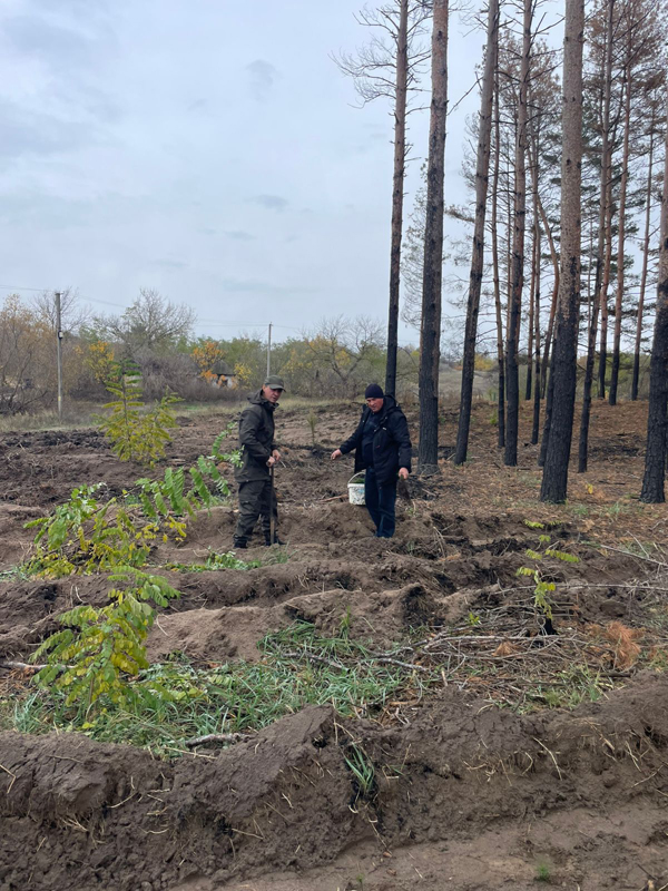 Висадка дерев